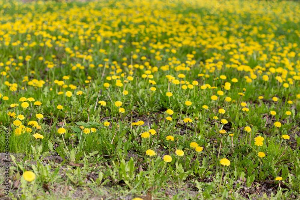 A lawn of yellow dandelions in the spring