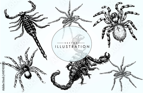 Poisonous arachnids - sketch, set