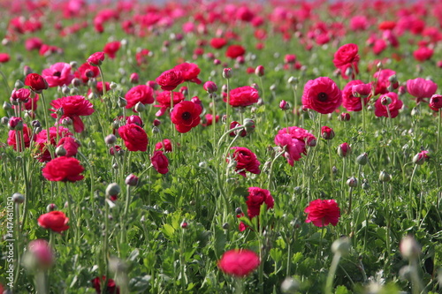 Image of beautiful pink spring flowers.