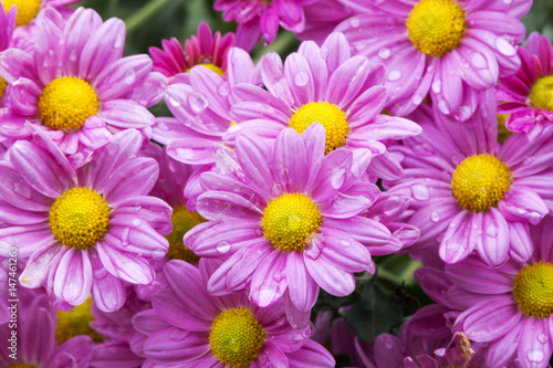 Close up Garden of Blooming Violet Chrysanthemum Flowers