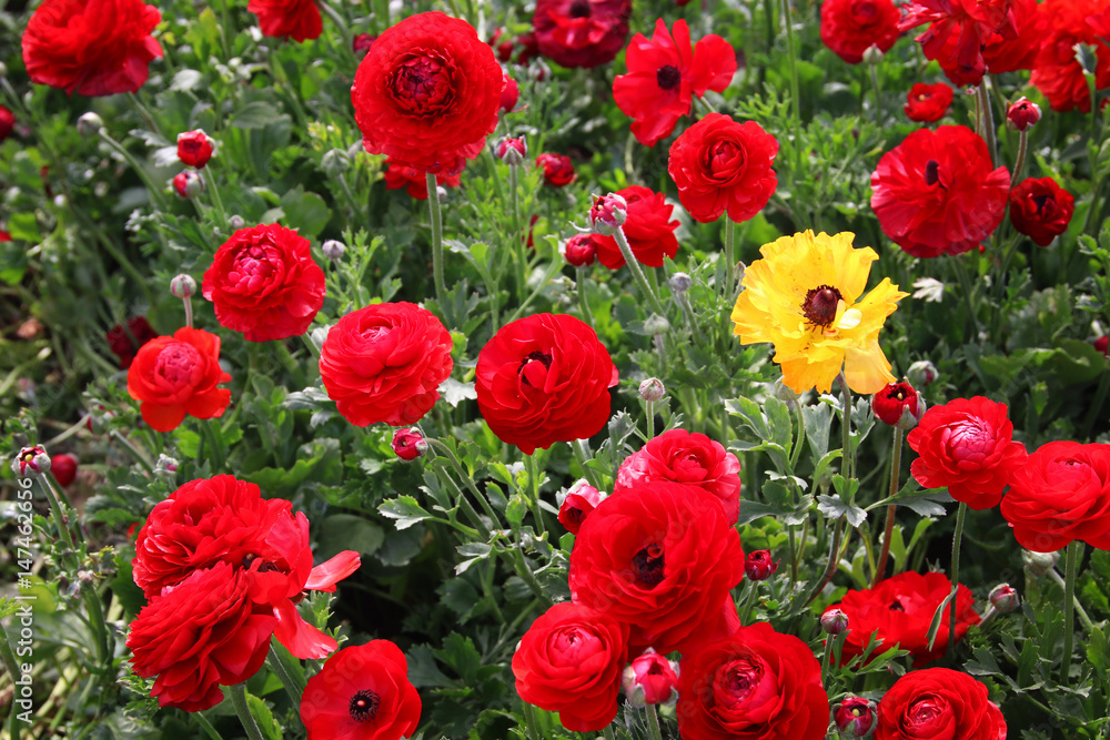 Image of beautiful red spring flowers. Image of beautiful red spring flowers.