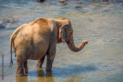 Elephant bathing in river © Yakov