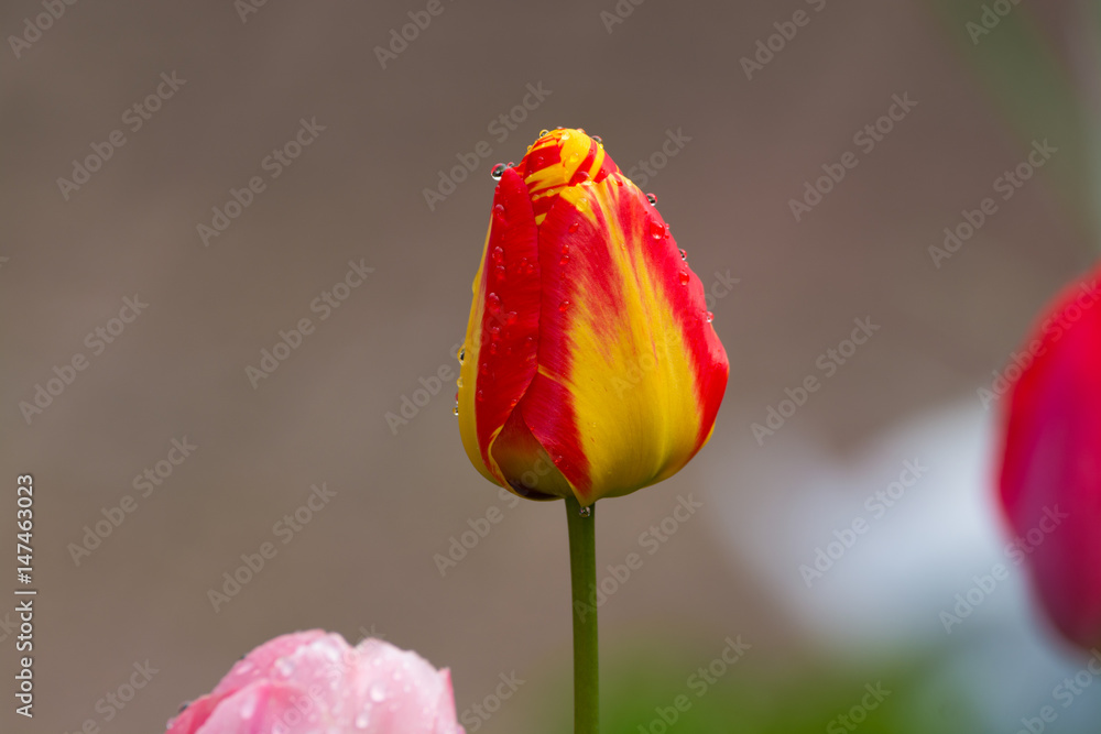 Yellow-red tulip after rain with rain drops close-up Yellow-red tulip after rain with rain drops close-up