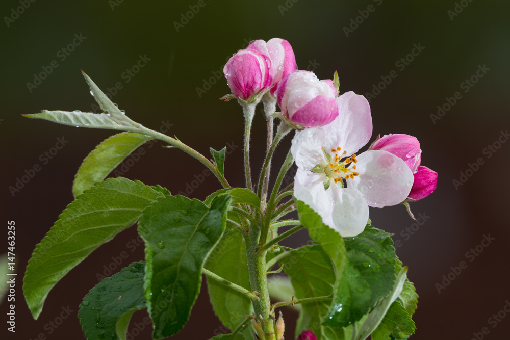 Obraz premium Apple tree pink blossom after the rain - spring season