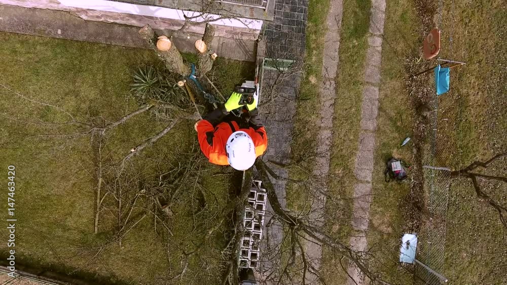 Lumberjack with saw and harness pruning a tree.