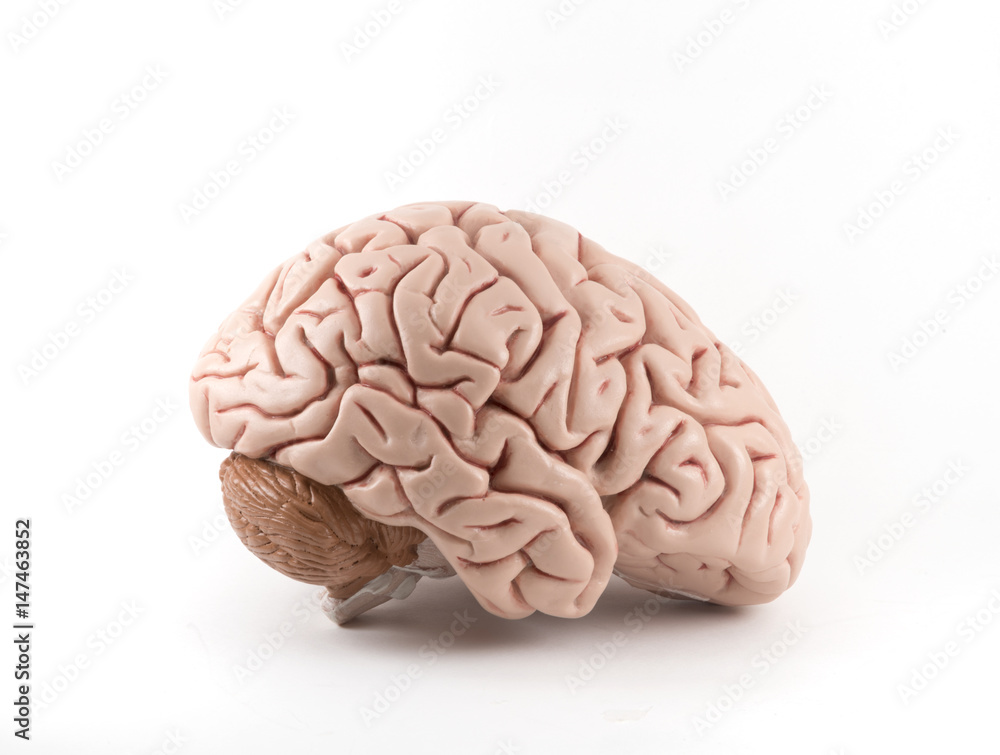 Brain model Brain model