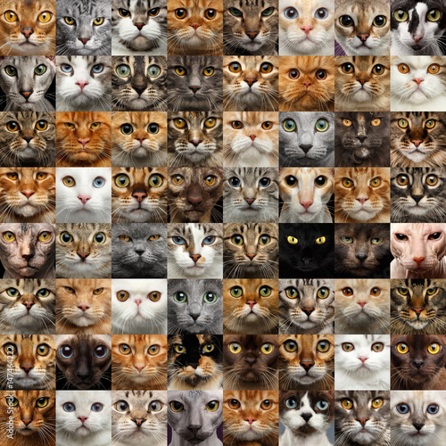 Fototapeta Naklejka Na Ścianę i Meble -  Collage of different 64 Cat Faces, square portraits of group heads
