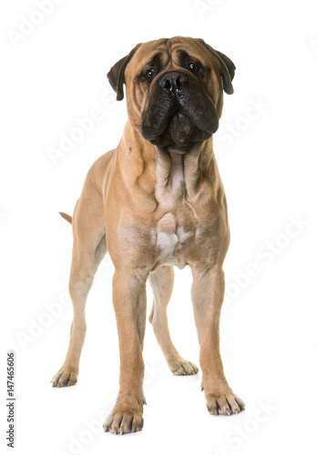 puppy bull mastiff