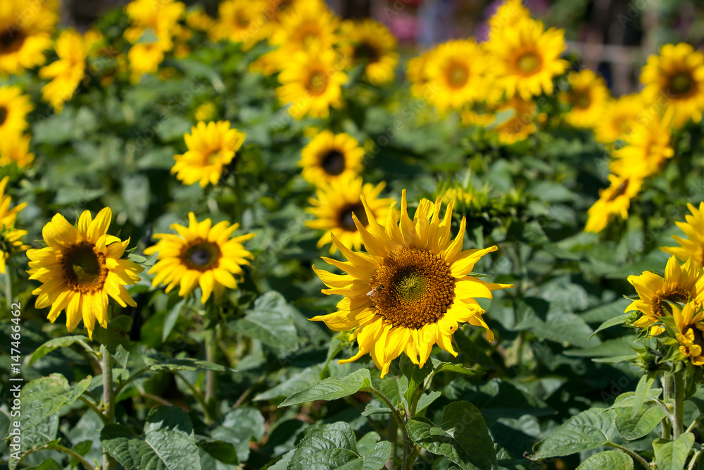 Sunflower blooming on the field