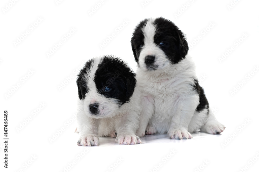 landseer puppy dog pure breed landseer puppy dog pure breed