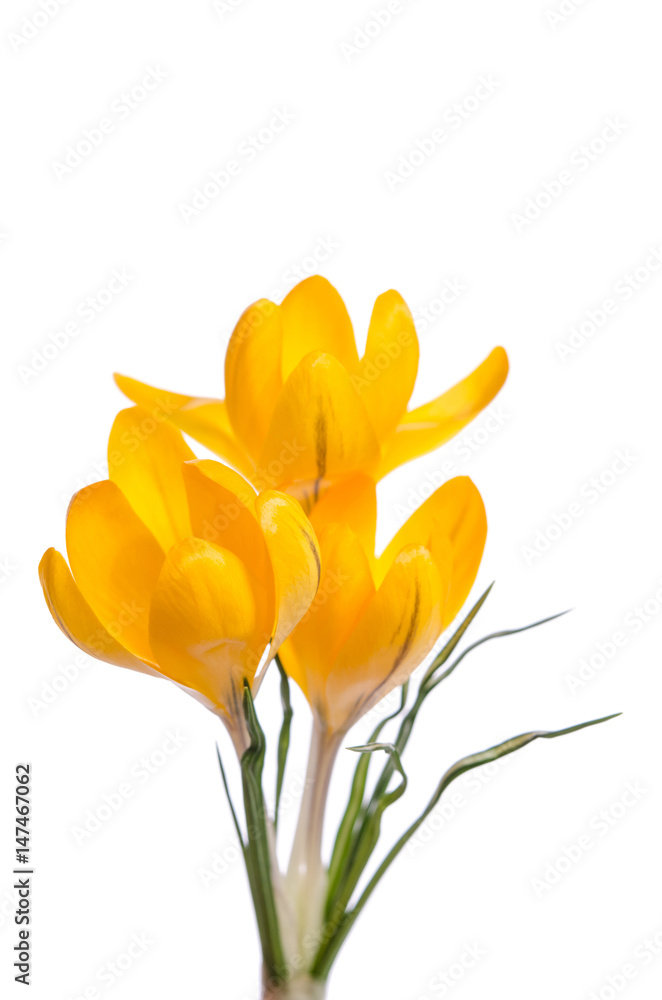 Fototapeta premium Crocus flowers isolated on white