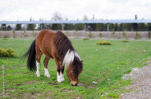 Dwarf horses in the clearing