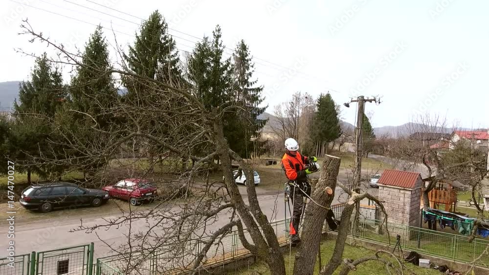 Lumberjack with saw and harness pruning a tree. Lumberjack with saw and harness pruning a tree.