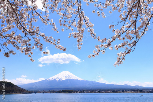 河口湖　富士山と桜 © Tozawa