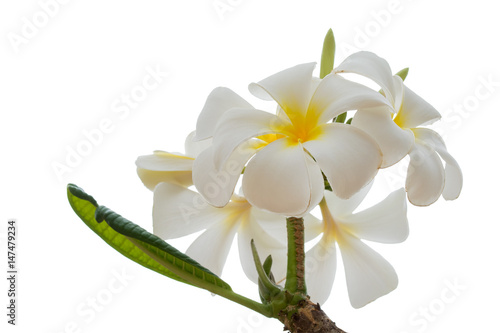 Fototapeta Naklejka Na Ścianę i Meble -  plumeria tropical flowers isolated on white. Clipping path