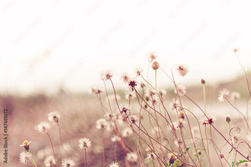 Fototapeta Meadow flowers, beautiful fresh in soft warm light. Vintage autumn landscape blurry natural background.