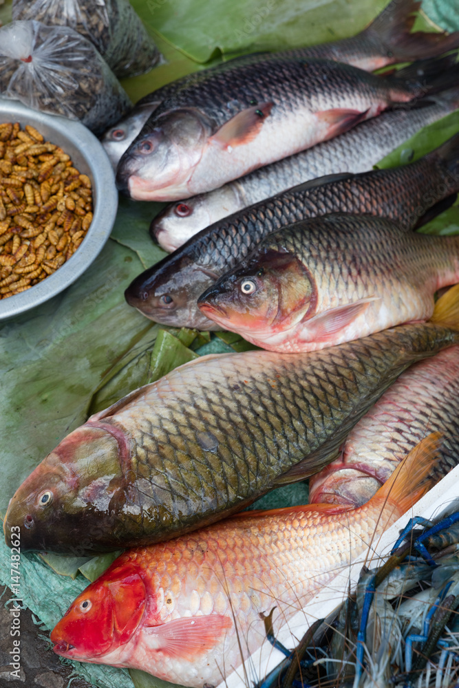 Fish exposed in Market, Laos