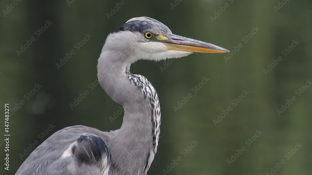 Heron Heron