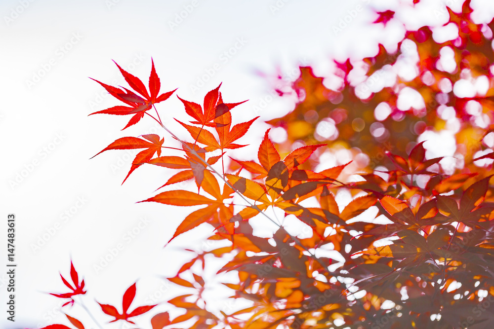 紅葉 紅葉