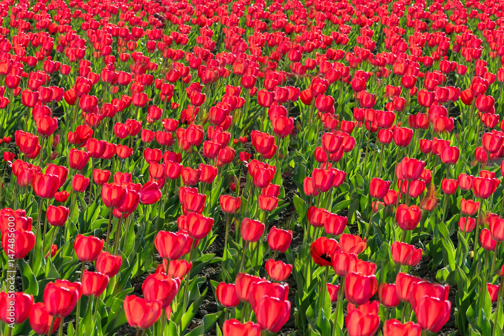 Many flowers in the flowerbed in the spring. Many tulips grew on the ground. Background of flowers