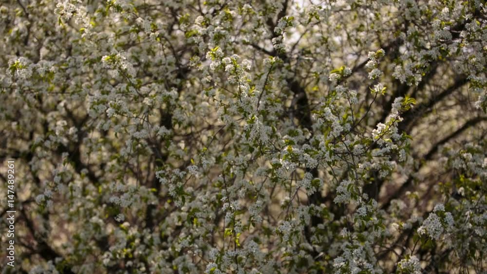 Video FHD. Flowering branches of fruit trees apricots, cherries, plums swaying in the wind in the garden in the spring Video FHD. Flowering branches of fruit trees apricots, cherries, plums swaying in the wind in the garden in the spring