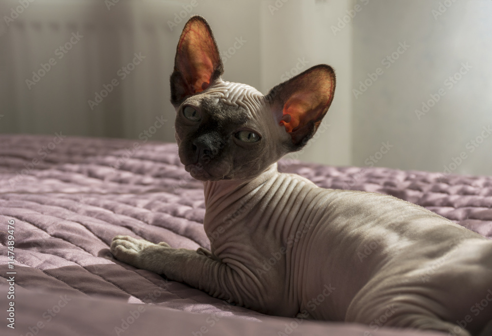 kitten, bald cat of breed the canadian Sphynx with wrinkled skin lies on the bedspread