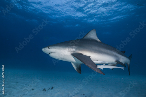 Wallpaper Mural Into the blue Torontodigital.ca