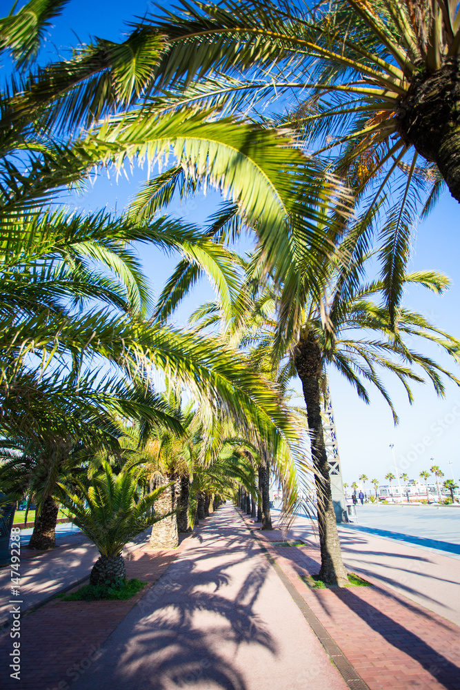 Fototapeta premium close up of green palm trees over blue sky