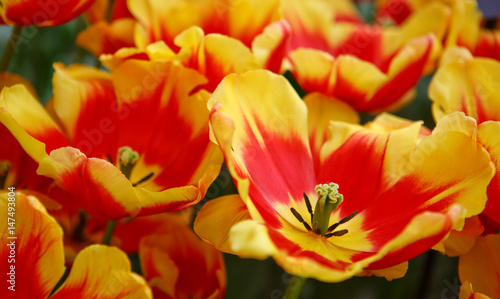 Red and orange tulips background.