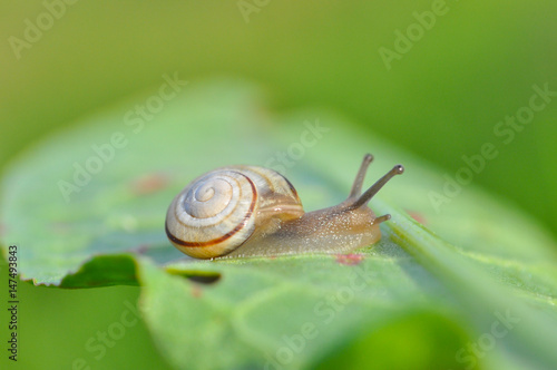 Little snail crawling on green leaf in garden in morning. Snail in the natural wetland habitats