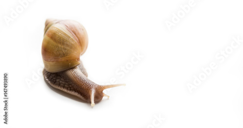 Big snail Achatina