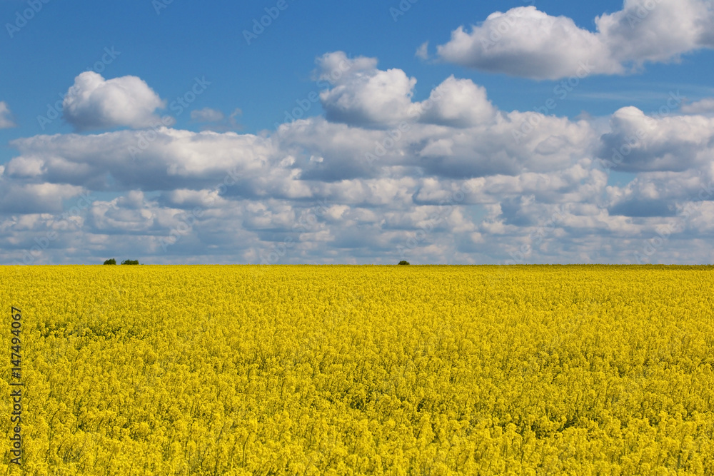 Field of bright yellow rapeseed in spring. Field of bright yellow rapeseed in spring.
