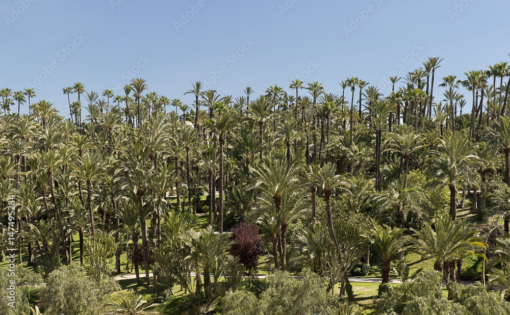 View of the palm grove of Elche. View of the palm grove of Elche.