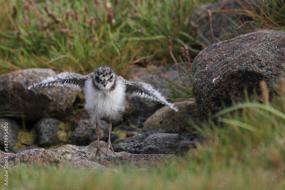 Fototapeta premium Common Ringed Plover