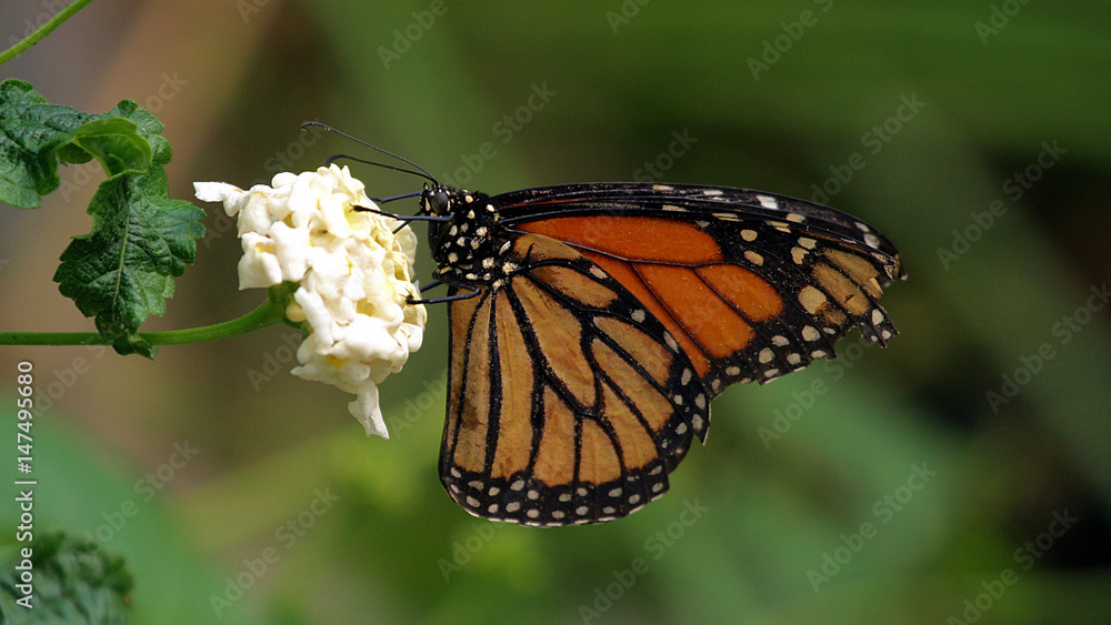 Naklejka premium Monarch Butterfly