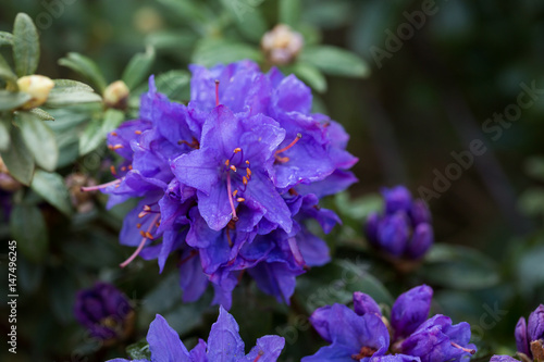 Photo of blue flower - gardening.