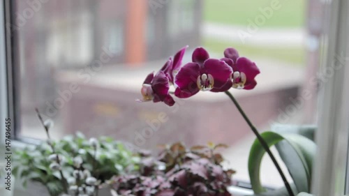 Purple Orchid in the pot is on the windowsill photo