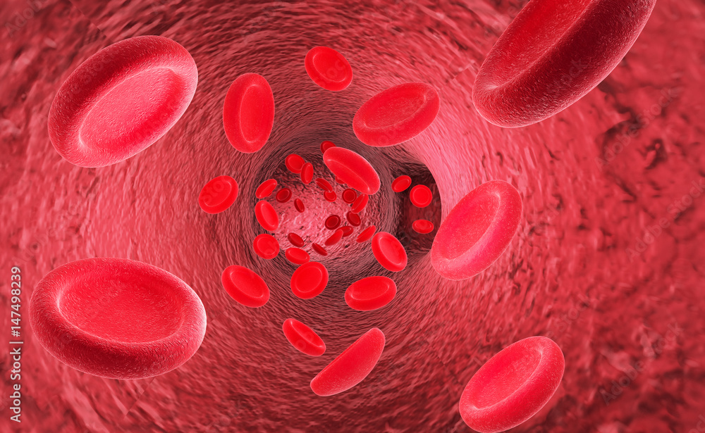 Red blood cells erythrocytes in interior of arterial or capillary blood ...