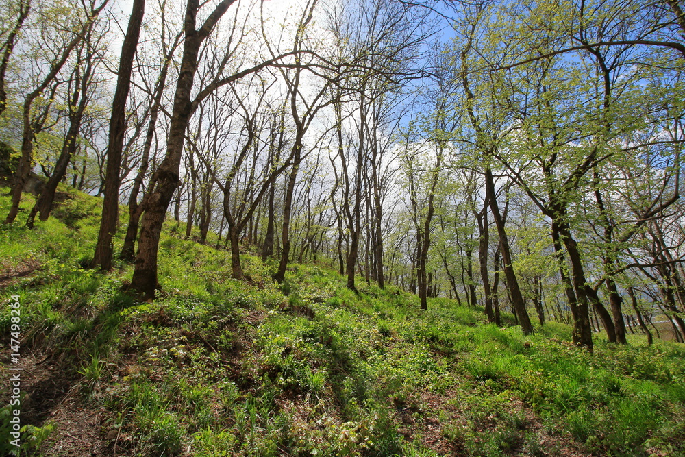 Grass in the spring forest Grass in the spring forest