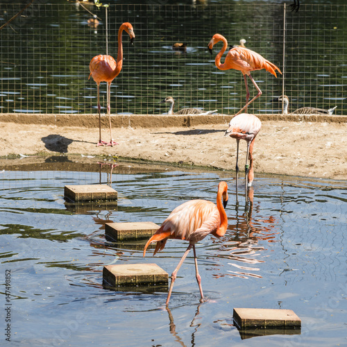 Flamingo in Moscow Zoo