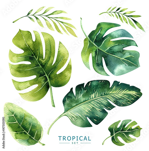 Ręcznie rysowane akwarela tropikalnych roślin zestaw. Egzotyczne liście palmowe, drzewo dżungli, elementy borany tropiku brazylijskiego. Idealny do projektowania tkanin. Kolekcja Aloha.