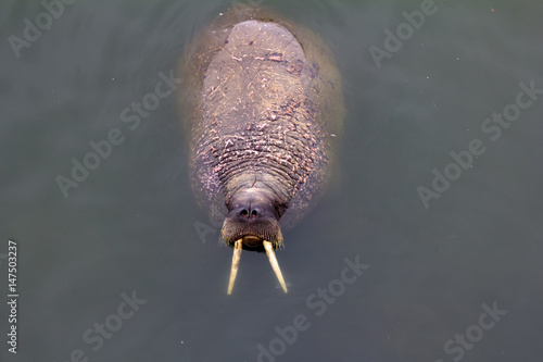 one Atlantic walruses Odobenus rosmarus rosmarus photo