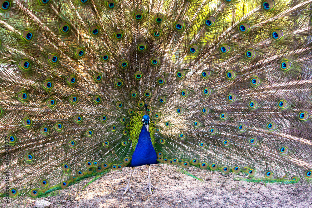 Obraz premium Peacock close up with tail.