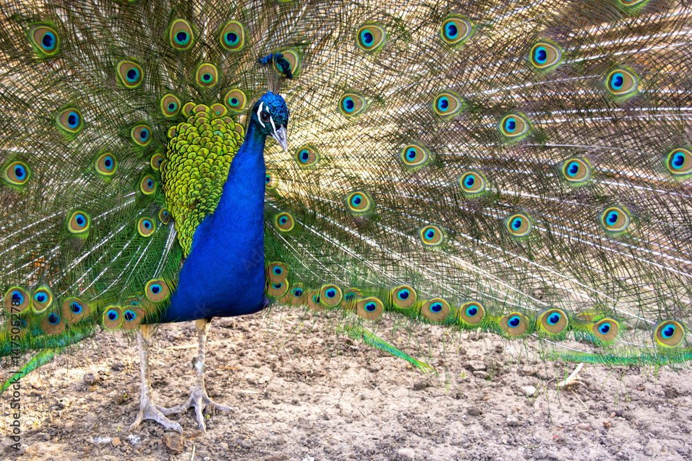 Obraz premium Peacock close up with tail.