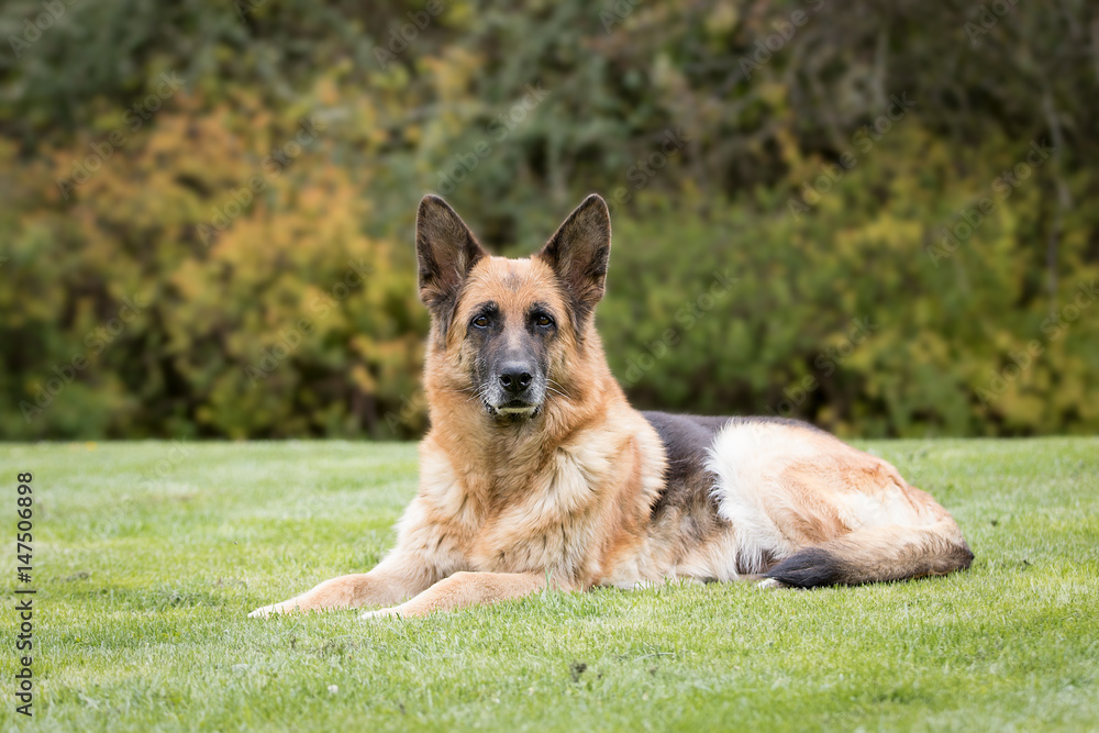 Deutscher Schäferhund Deutscher Schäferhund