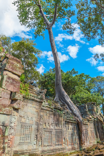 Big tree on the wall of the Preah Khan temple ruins  Cambodia.