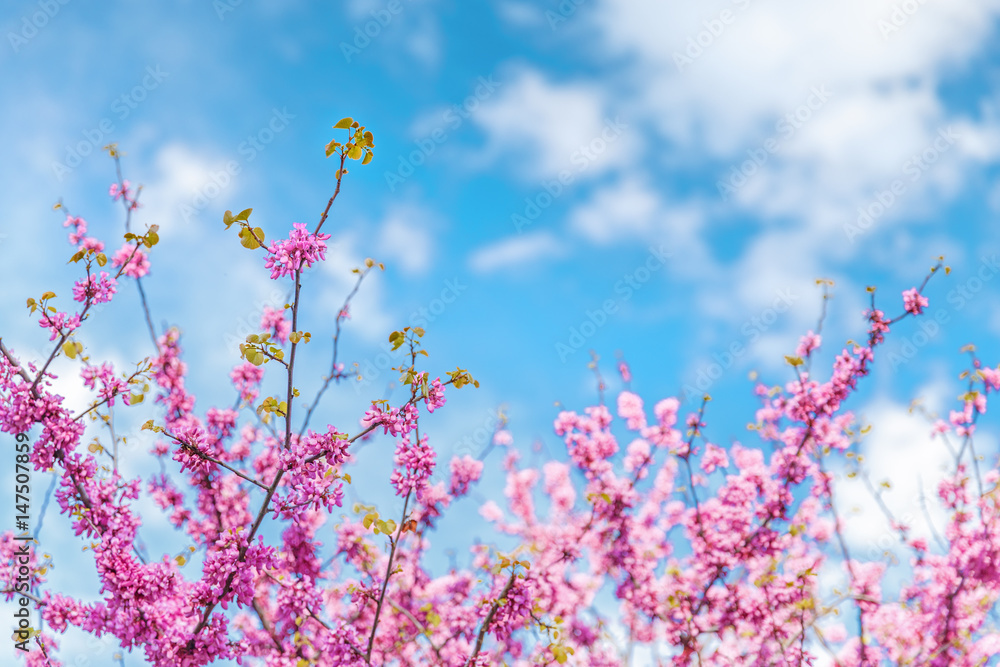Spring blooming - peach blossoms against blue sky and white clouds. Spring blooming - peach blossoms against blue sky and white clouds.