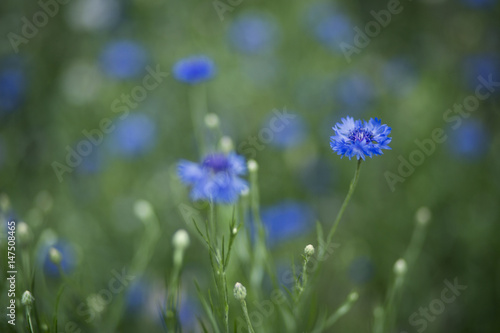 Beautiful blue cornlowers in summer field