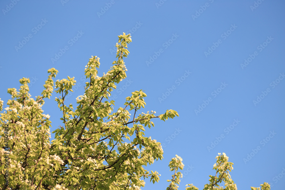 Fruit trees in bloom in the spring against the sky Fruit trees in bloom in the spring against the sky