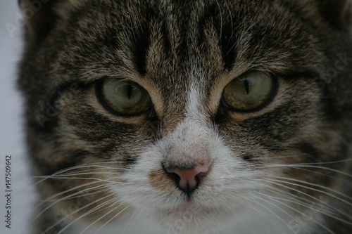 Wallpaper Mural Striped series cat Torontodigital.ca